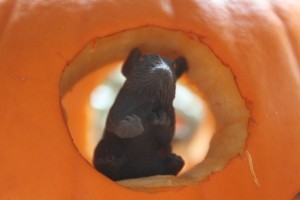 mice_pumpkin
